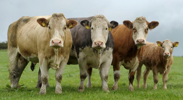 Ballymote Export Sale October 1st, 2011(a)