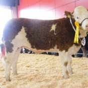 September Heifer 3rd