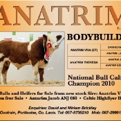 Anatrim Simmentals