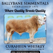 Ballybane Simmentals