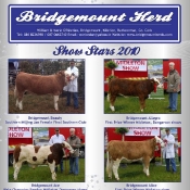 Bridgemount Simmentals