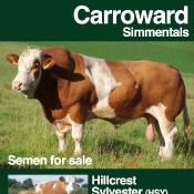 Carroward Simmentals