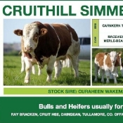 Cruithill Simmentals