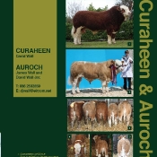 Curaheen Simmentals