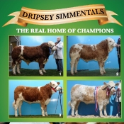 Dripsey Simmentals