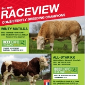 Raceview Simmentals