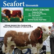 Seafort Simmentals