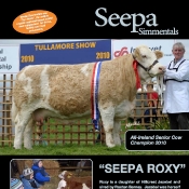 Seepa Simmentals
