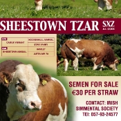 Sheestown Simmentals