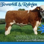 Towerhill & Rubyjen Simmentals