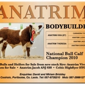 Anatrim Simmentals