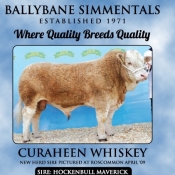 Ballybane Simmentals