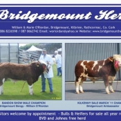 Bridgemount Simmentals
