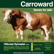 Carroward Simmentals