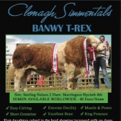 Clonagh Simmentals