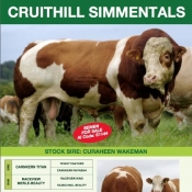 Cruithill Simmentals
