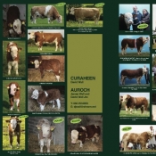 Curaheen Simmentals