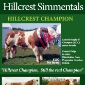Hillcrest Simmentals