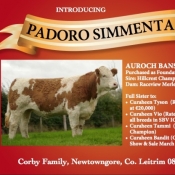 Padoro Simmentals