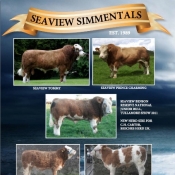 Seaview Simmentals