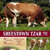 Sheestown Simmentals