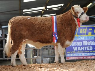 Senior Heifer 'Monaduff Bolonguer 75' €4000