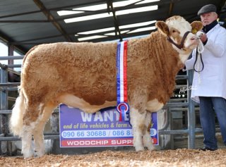 Junior Heifer 'Seepa Cailin' €5000