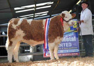 Yearling Champion 'Raceview Cindy Matilda 525 ET' €6100