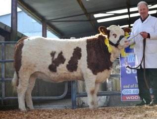 'Berrywell Dawn P' €3000