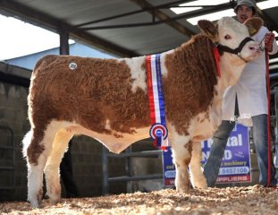 Champion Weanling 'Clonagh Dreamy Eyes ET' €5000