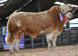 Reserve Senior Bull 'Rabawn Caesar King' €3000