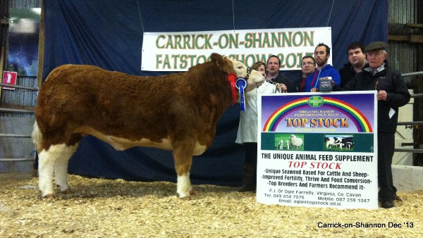Maiden Heifer Class Winner and Res Champ