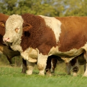 Lot 014 Curaheen Buckshot
