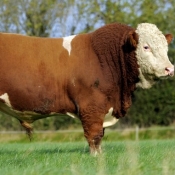 Lot 016 Auroch Blood