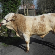 Lot 019 Derrough Benny