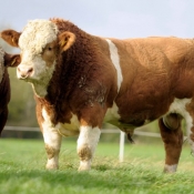 Lot 002 Curaheen Buck