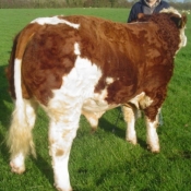 Lot 021 Cill-Dealga Bosco