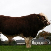 Lot 023 Clonagh Black Jack