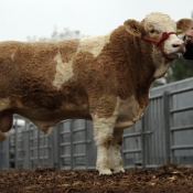 Lot 024 Lisnacrann Baby Sylvester