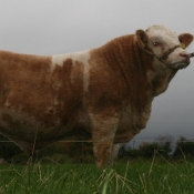 Lot 025 Clonagh Bandonian ET
