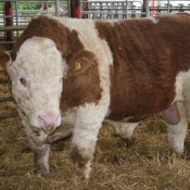 Lot 031 Jennalyn Brigadier Rose
