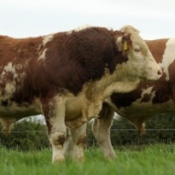 Lot 036 Celtic Biffo Lot 38 Celtic Brosna & Lot 40 Celtic Bentley