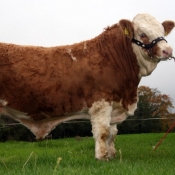 Lot 050 Jennalyn Commander ET