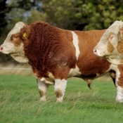 Lot 009 Auroch Bullet Pp