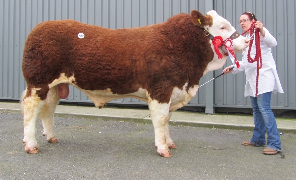 Kilkenny 0312 Champion 'Seaview Bruno'
