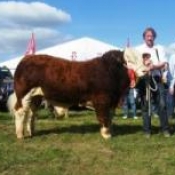 Champion Bull 'Curaheen Vio'