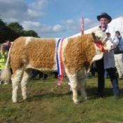Champion Heifer 'Raceview Vivian Kin'
