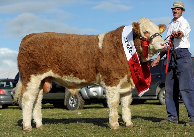 Ploughing Bull Champion 'Clonagh World Class'