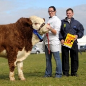 Reserve Plough Bull 'Seaview Wilbur'