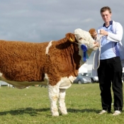 Reserve National Yearling Heifer 'Auroch Witness'